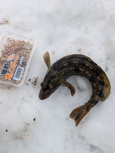 アイナメの釣果