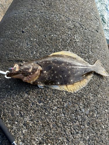 ヒラメの釣果
