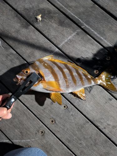 タカノハダイの釣果