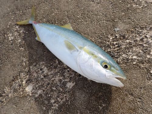 コゾクラの釣果