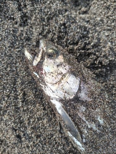 アメマスの釣果