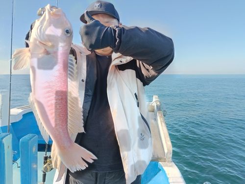 アマダイの釣果