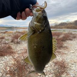 スモールマウスバス
