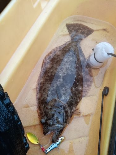ヒラメの釣果