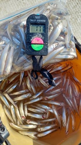 ワカサギの釣果