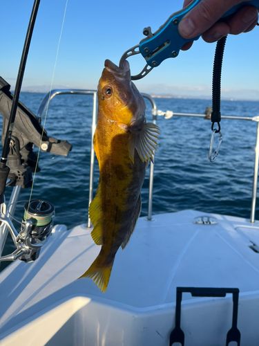 アイナメの釣果