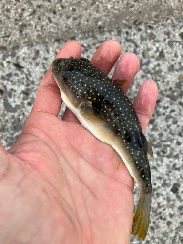 クサフグの釣果