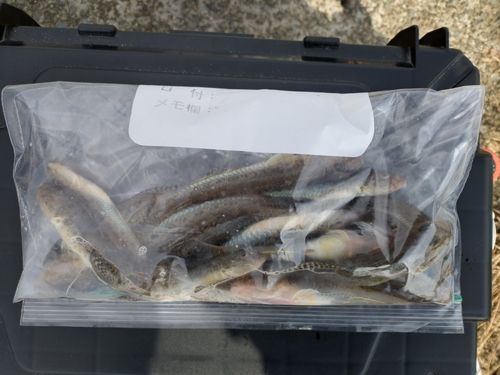 マハゼの釣果