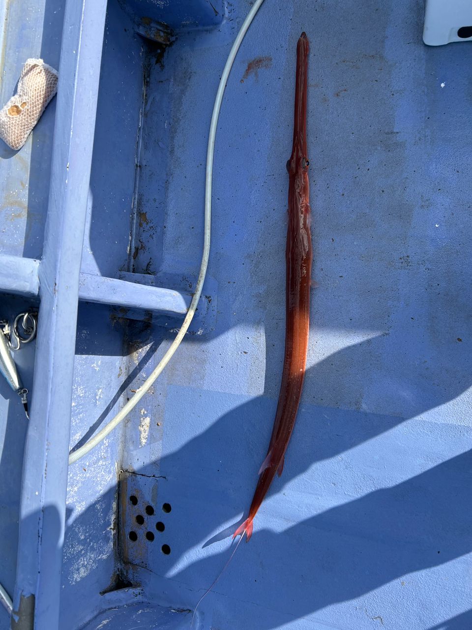 チルグラさんの釣果 1枚目の画像