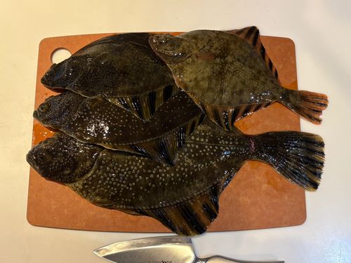 カワガレイの釣果