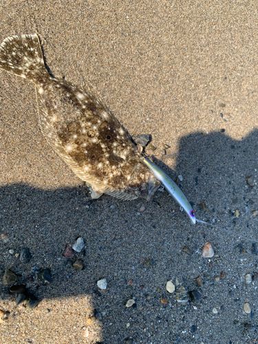 ヒラメの釣果