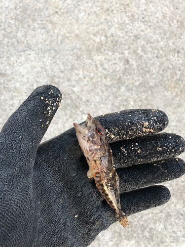 アナハゼの釣果