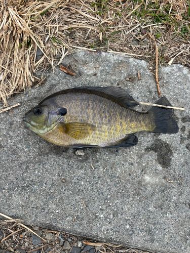 ブルーギルの釣果