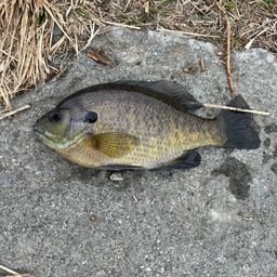 ブルーギル