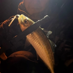マアジの釣果