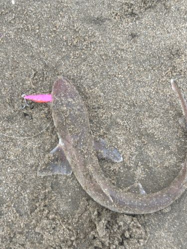 ホシザメの釣果