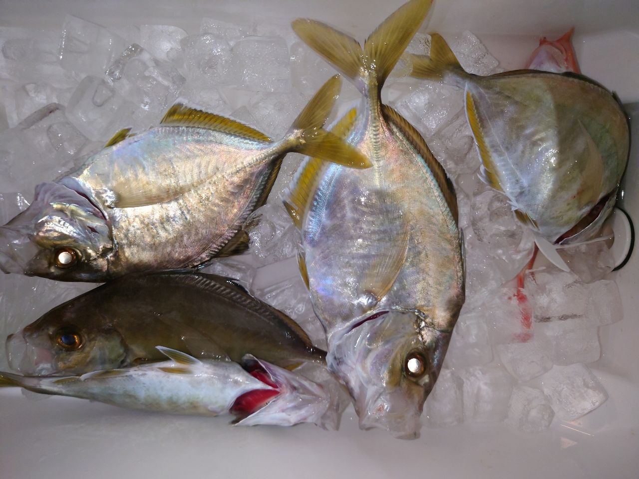 DAIWA 22紅牙 X 69XHB-Sの最安値・インプレ・釣果 | 本音の口コミが