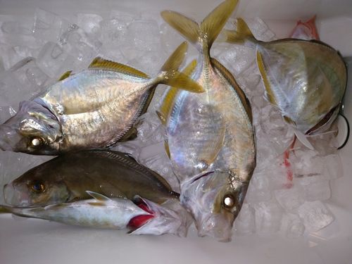 カイワリの釣果