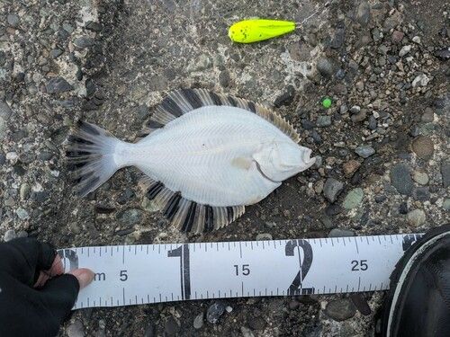 カワガレイの釣果