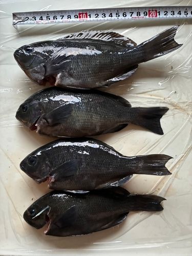 メジナの釣果