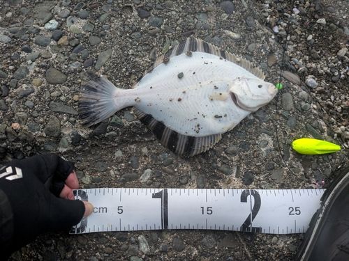 カワガレイの釣果