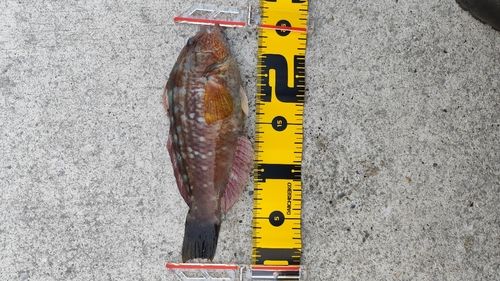 ホシササノハベラの釣果