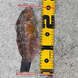 ホシササノハベラ