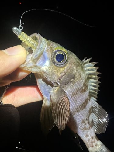 シロメバルの釣果