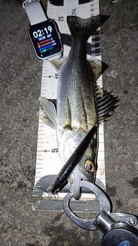 セイゴ（マルスズキ）の釣果