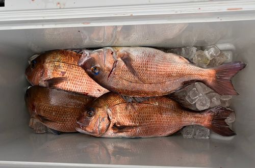 マダイの釣果