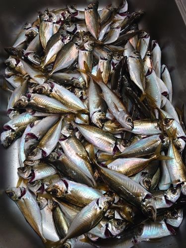 マアジの釣果