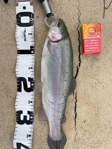 ニジマスの釣果