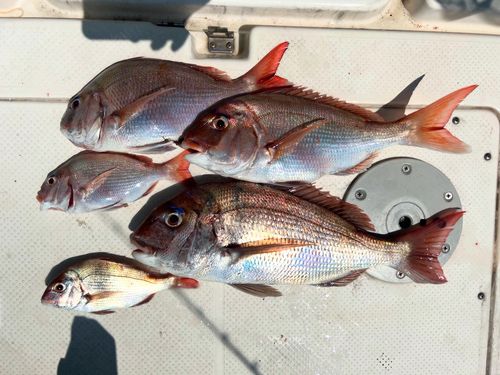 マダイの釣果