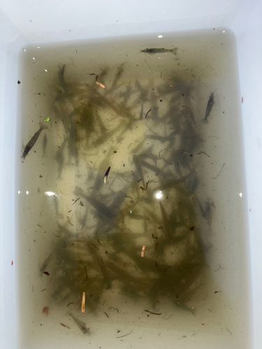 テナガエビの釣果