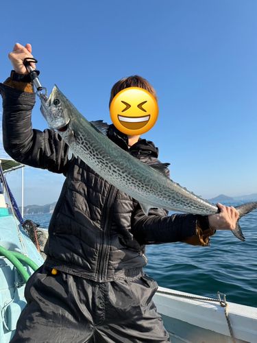 サワラの釣果