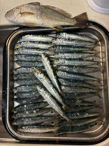 イワシの釣果