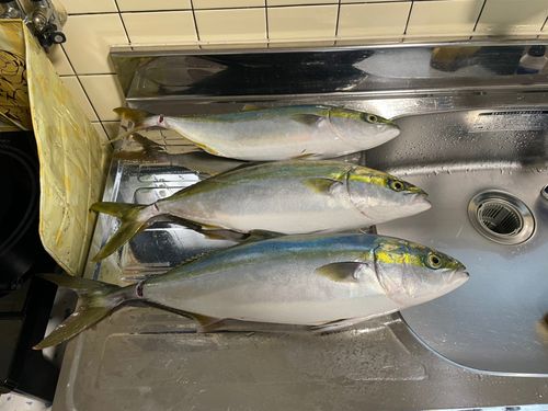 ヤズの釣果