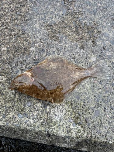 マガレイの釣果