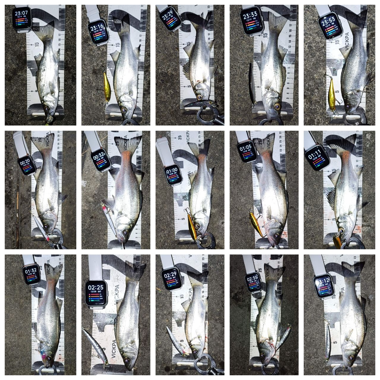 セイゴ（ヒラスズキ）