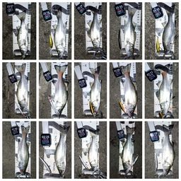 セイゴ（ヒラスズキ）