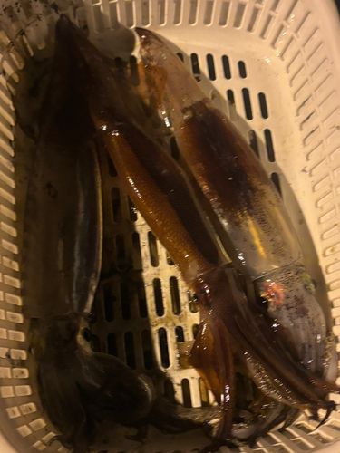 イカの釣果