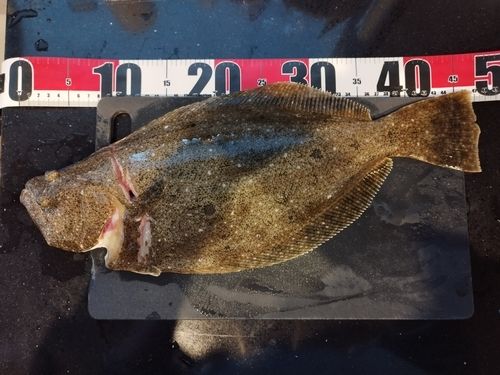 ヒラメの釣果