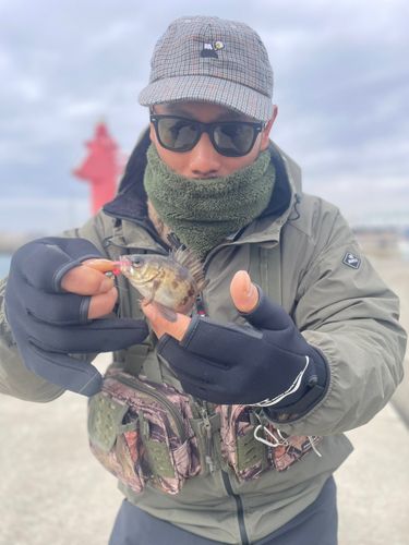 クロメバルの釣果