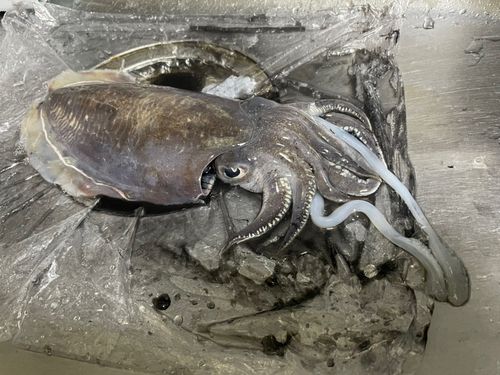 コウイカの釣果