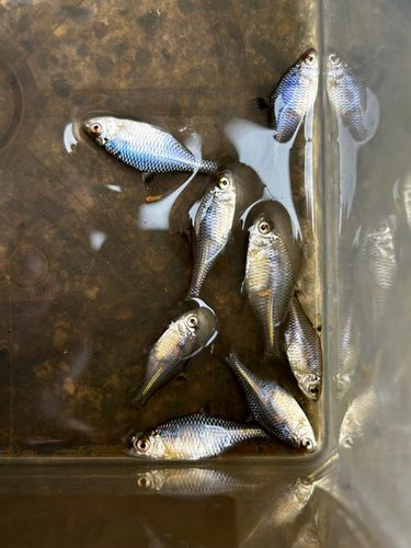 タイリクバラタナゴの釣果