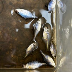 タイリクバラタナゴ