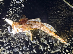 ニジカジカの釣果