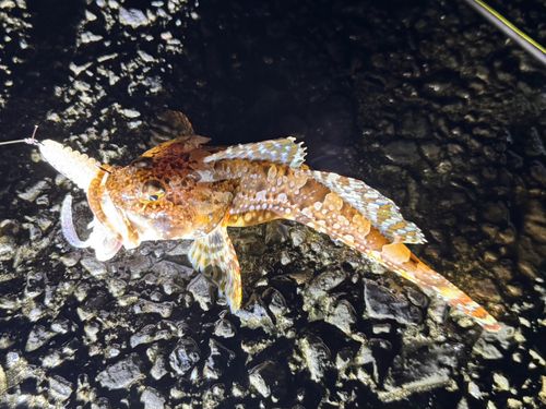 ニジカジカの釣果