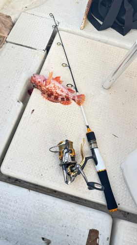 アラカブの釣果