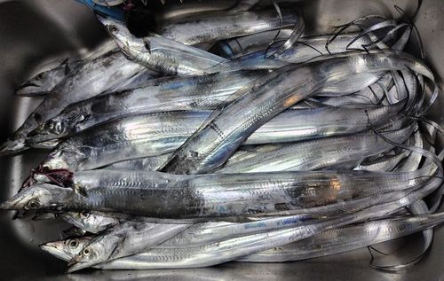 タチウオの釣果